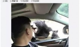 最近熊圈爆料视频大全,揭秘热点事件背后的真相